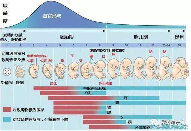 看看胎儿发育的全过程,你会感叹生命如此神