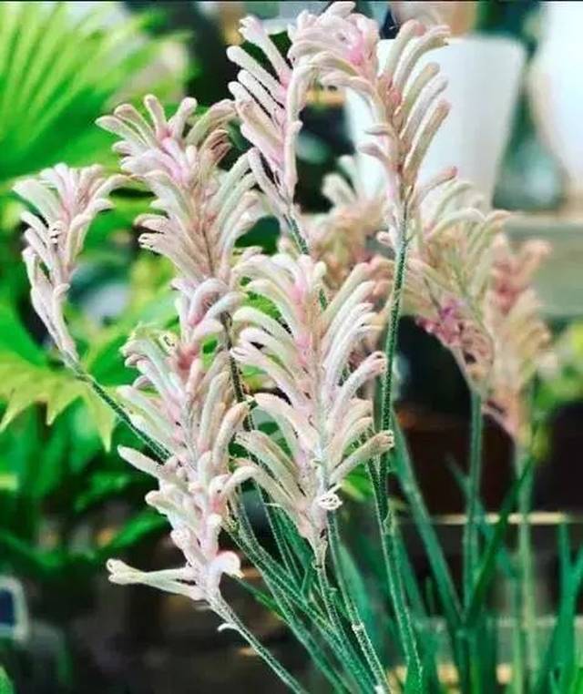 看了这些花材才知道,原来这么多年都被它们的名字欺骗了