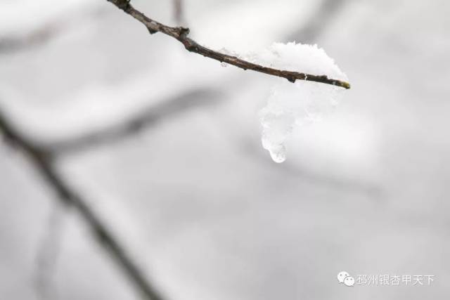 陈谢 摄 △沙沟湖水杉公园雪景 / 陈谢 摄 △桃花岛公园雪景 / 陈谢