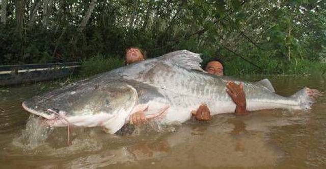 亚马逊河10大最危险的动物,食人鲳第十,牛鲨第五,牙签鱼榜首