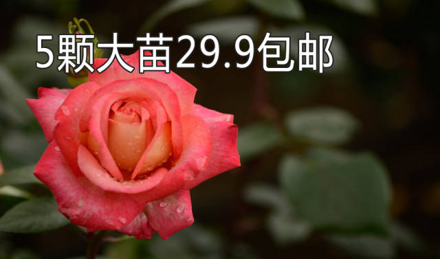 addbe5f511e148f391b68a1ae56a4114.jpeg