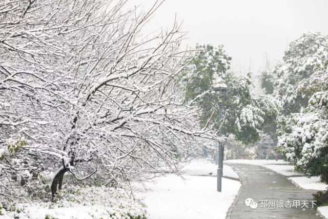 陈谢 摄 △沙沟湖水杉公园雪景 / 陈谢 摄 △桃花岛公园雪景 / 陈谢