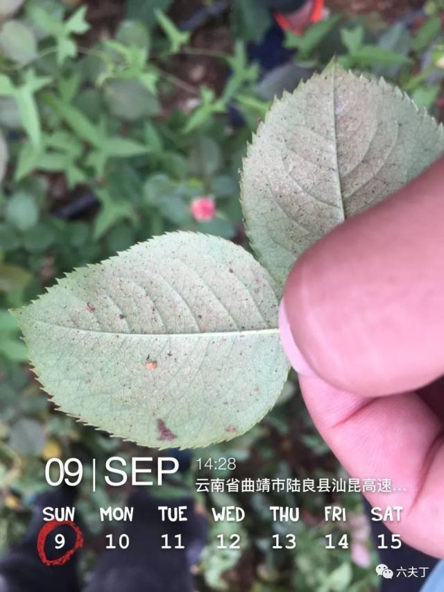 玫瑰花红蜘蛛防治,看这篇就够了_手机搜狐网