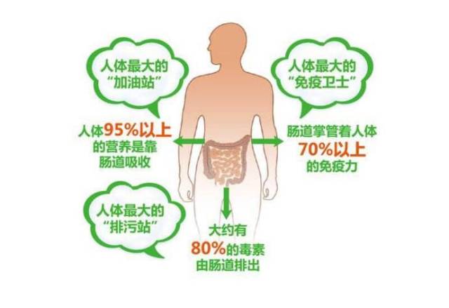 调节人体肠道微生态平衡的重要性