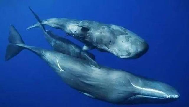 电影推荐,深海恐惧症患者慎入!这几个巨兽吓哭