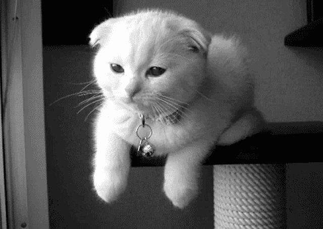 一些爱干净的主人害怕猫咪趁他上班时把家里弄乱,经常把猫关在卫生间