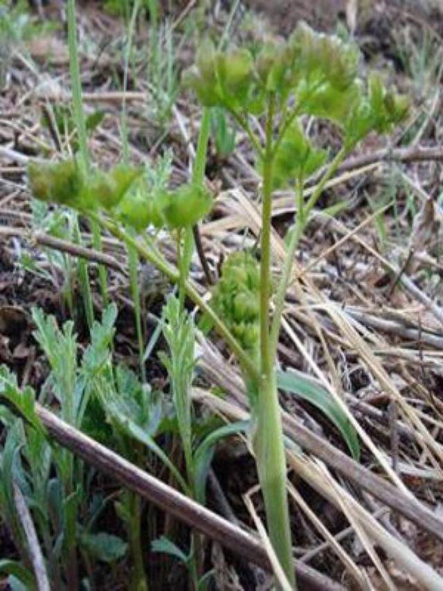 农村这种野菜形似"猫爪",不仅味道鲜美,而且还具有药用价值