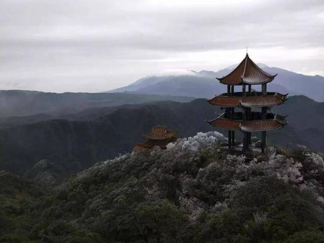 惊艳!大明山有雾凇美景了,想看点进来