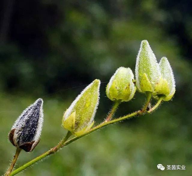 蒴果卵状椭圆形,长4-5cm,直径2.5-3cm,被硬毛.