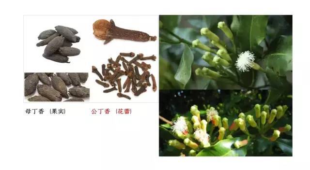 丁香不仅是世界名贵的香料植物,也是作为主要 药用植物.