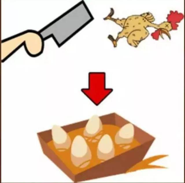 杀鸡取卵什么意思 搜狐网