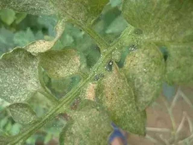 被误解的红蜘蛛总是打不死?这几招帮你搞定!