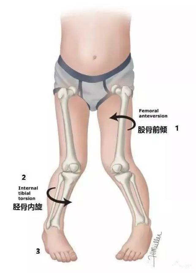 人体最先接触地面的是我们的脚,同时脚也是最先受到地面反作用力的.