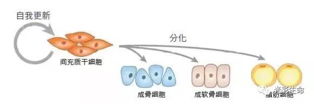 应用前沿 | 4 个重要因素影响着间充质干细胞的疗效