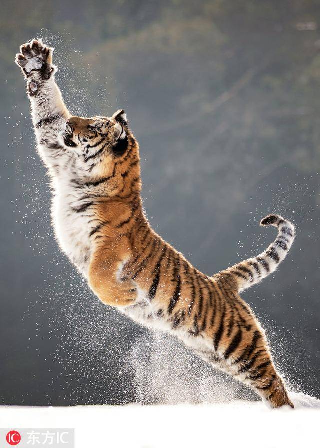 画面中,这只老虎在雪地里自由地奔跑,跳跃.(图片署名: 东方ic)