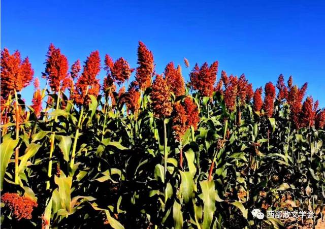 【特别推荐】郭璟铭 | 红高粱——我生命中的圣品
