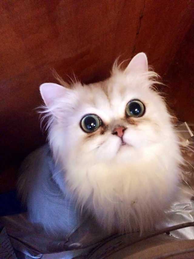 最好养的猫 搜狐网