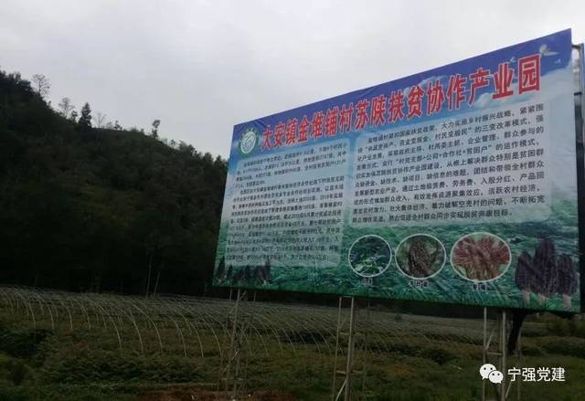大安镇金堆铺村"三抓三当"党建引领奔小康