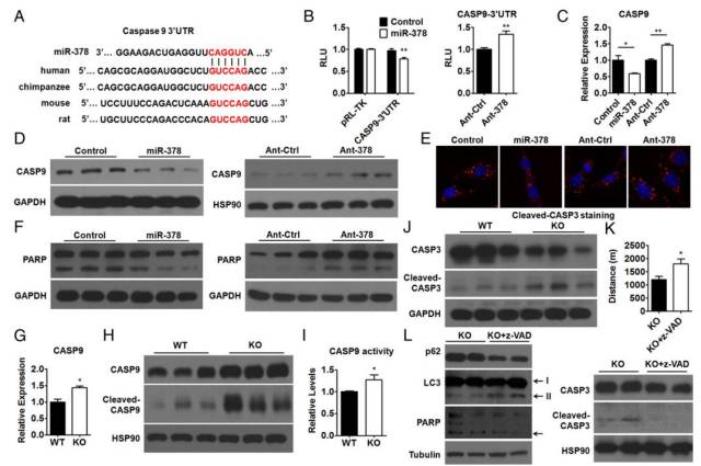 a图mir- 378和caspase 9-3′utr从不同的物种进行序列比对