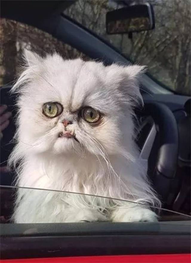 还记得上次那只长得像奶奶的猫吗?这次猫咪闯进了大哥