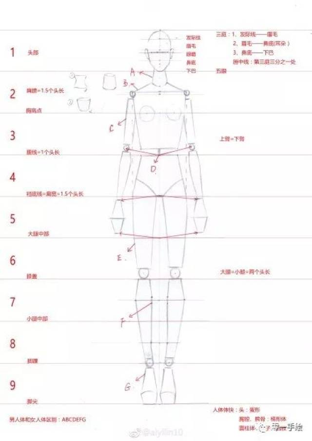 超详细!服装人体(比例与绘制步骤)