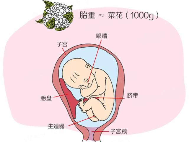 2)男孩的睾丸尚未降下来,女孩的小阴唇已开始发育.
