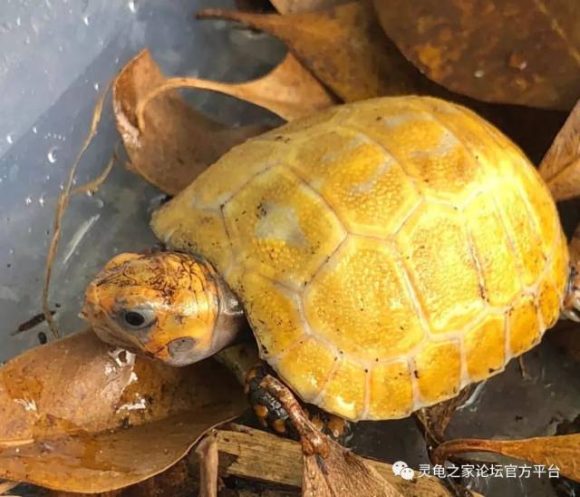 这些半水龟和陆龟的变异白化品种,若你还不知道就out了!