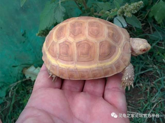 白化东箱 变异陆龟半水龟大盘点 东部箱龟 白化苏卡达是出现较早的