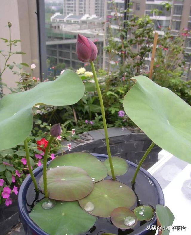 养盆栽睡莲,碗莲,一个小技巧,叶子蹭蹭长满盆,一次开10朵!
