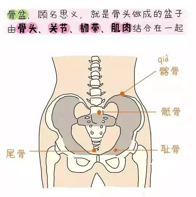 产后骨盆修复,盆底肌康复,腹直肌分离康复——图解 详解都在这里