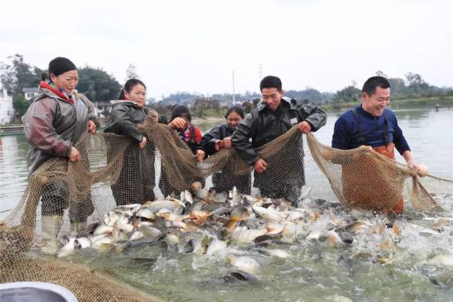 礼让镇川西渔村,渔民迎来了大丰收.