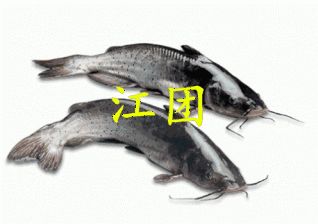 壁纸 动物 鱼 鱼类 500_352 gif 动态图 动图