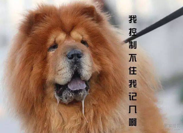 狗狗流口水这是肿么啦!我控制不住我自己