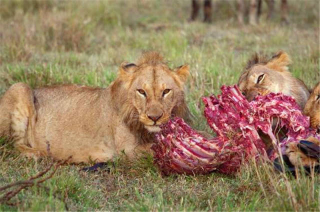 狮子正在进食,鬣狗却在一边眼巴巴的看着,弄得狮子这副表情