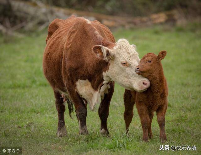 母牛胎衣不下怎么办?养牛户不可置之不理!