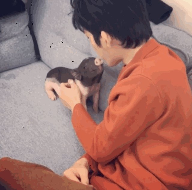 花钱减压|人生总有几个瞬间想和井柏然的猪或朱正廷的