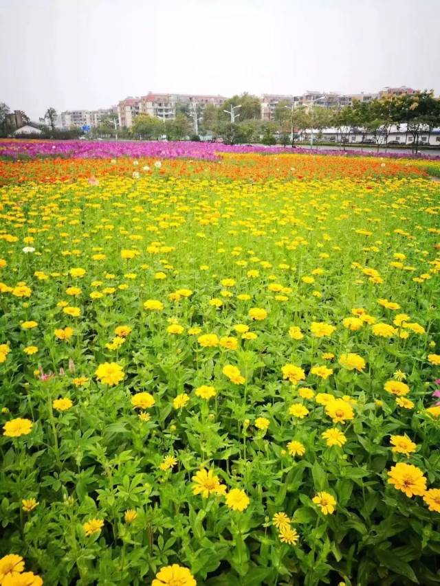 再见了,西山花海