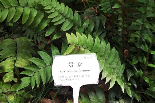 连花清瘟吃几袋 ac3fbac3e1894c87934937f53f232a9e.jpeg