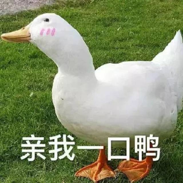 duck face可不是「鸭子脸」,它的真实意思是?