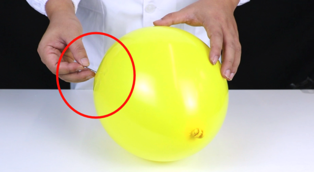 针戳不破的秘密 气球吹大之后,橡胶表皮处于 紧绷状态,将针扎进气球里