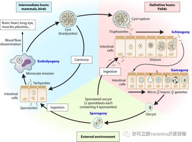 弓形虫的生活史