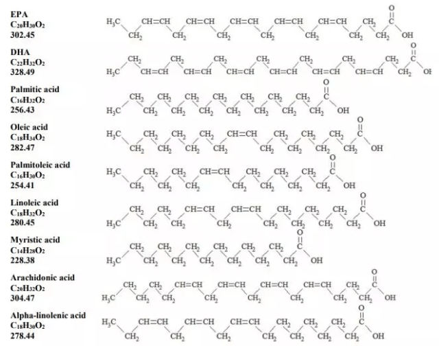 主要脂肪酸组分的分子量及化学结构