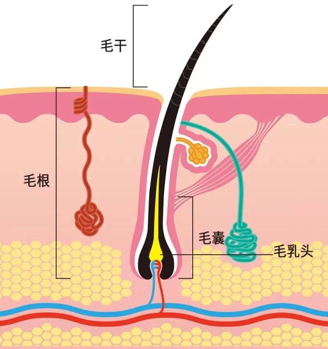 头发主要组成部分就是 毛干,毛囊,毛乳头 所以除了平时要清洁保持头皮