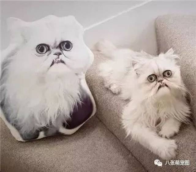 还记得上次那只长得像奶奶的猫吗?