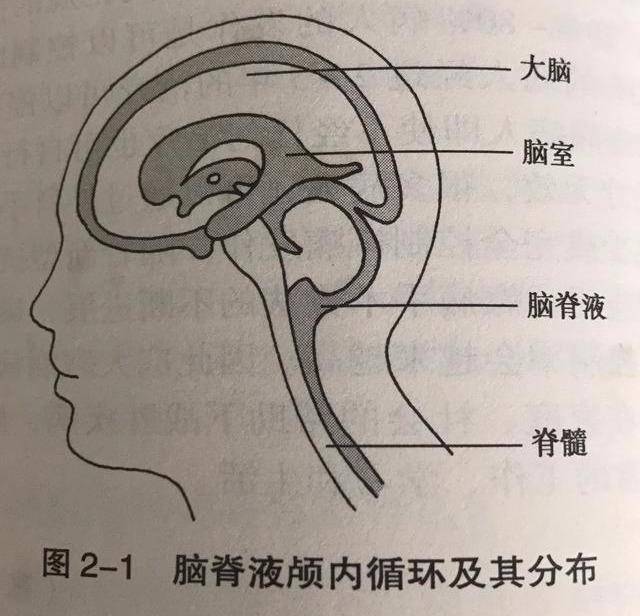 正常脑脊液循环的大体途径为:由侧脑室脉络丛分泌至侧脑室内的脑脊液