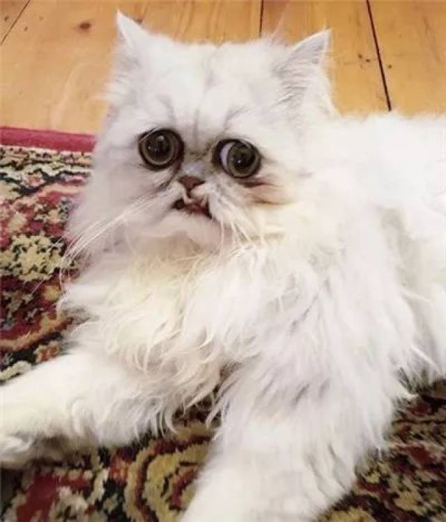 还记得上次那只长得像奶奶的猫吗?这次猫咪闯进了大哥