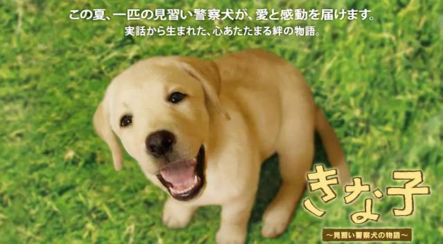 《实习警犬物语》里小拉布拉多犬"豆粉"圈粉无数,它的原型叫kinako,是