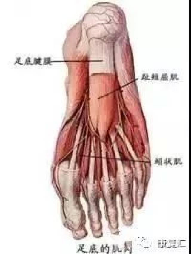 趾短伸肌——拇短伸肌——骨间肌.