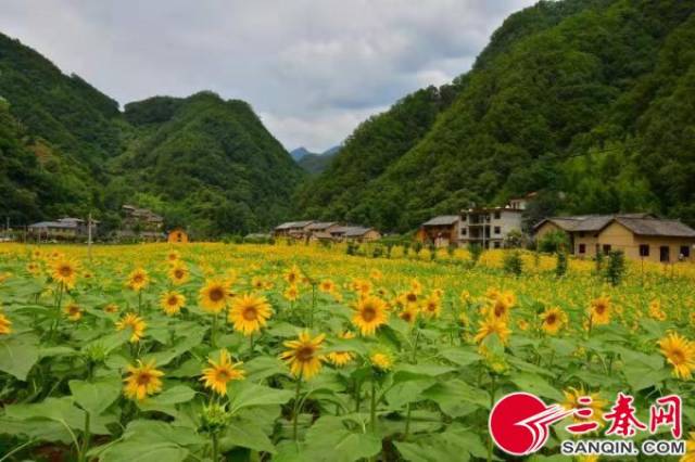 柞水朱家湾村"蝶变密码"