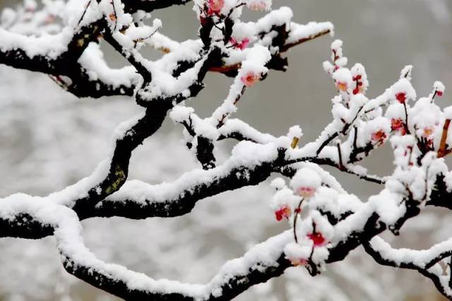 《雪梅》一